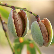 Almonds Mylk Grade (Unpasteurized, Raw)