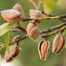 Almond Flour