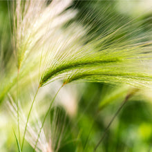 Barley Grass Juice Powder