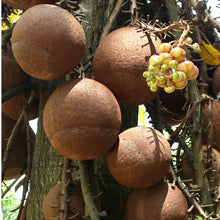 Brazil Nuts