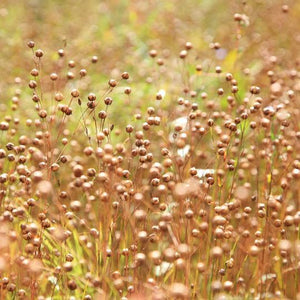 Ground Flax Seeds