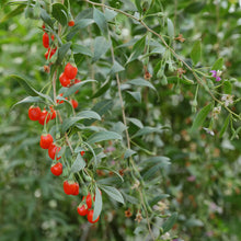 Goji Berries