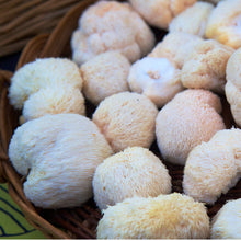 Lion's Mane 4:1 Extract Powder