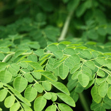 Moringa Leaf Powder