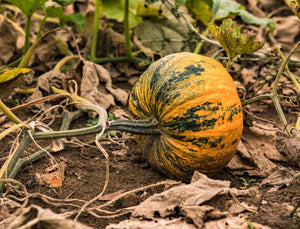 Pumpkin Seeds (Styrian)