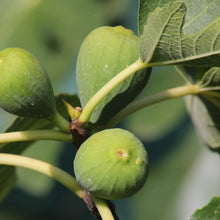 Smyrna Figs