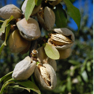 Almonds (Unpasteurized, Raw)