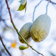 Baobab Powder