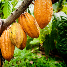 Cacao Beans (Unpeeled)