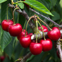 Dark Sweet Cherries