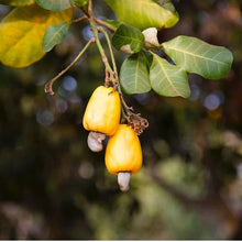Cashews Mylk Grade (Splits)