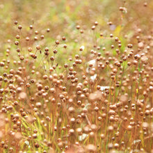 Flax Seeds (Golden)