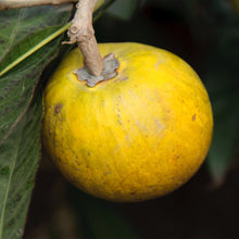 Lucuma Powder