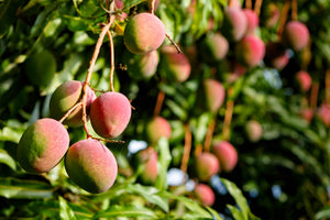 Mango Slices