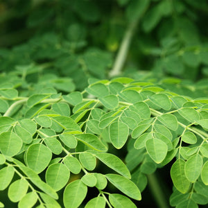 Moringa Leaf Powder