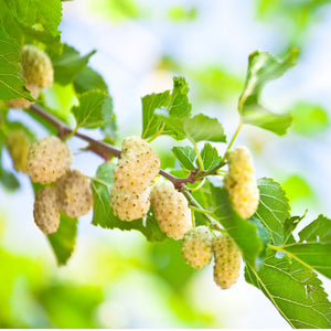 White Mulberries