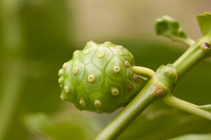 Noni Fruit Powder