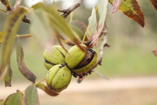 Pecans
