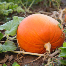 Pumpkin Seeds