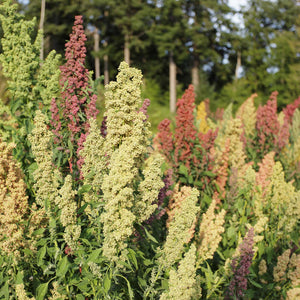 White Quinoa