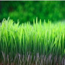 Wheatgrass Juice Powder