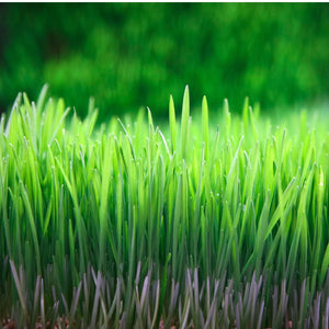 Wheatgrass Juice Powder