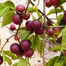 Camu Camu Powder