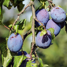 Pitted Prunes