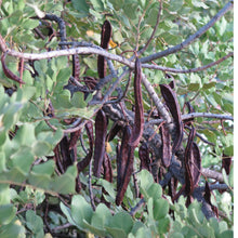 Carob Powder
